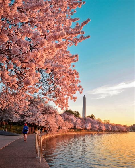 Cherry Blossom Festival 2024 Dc - Lindy Petrina