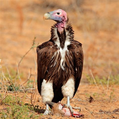 Lappet-faced Vulture | NatureRules1 Wiki | Fandom