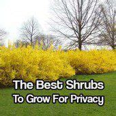 13 Attractive Ways To Create Privacy In Your Yard - SHTF & Prepping Central