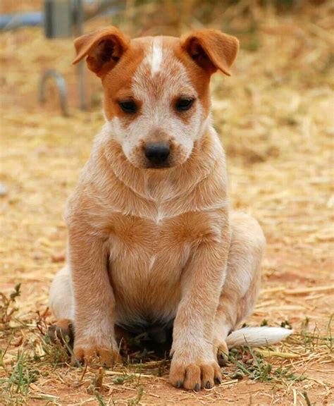 red heeler puppies for sale medford oregon - Kasie Mena