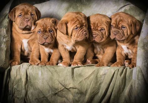 Dogue De Bordeaux Puppies For Sale In Maryland