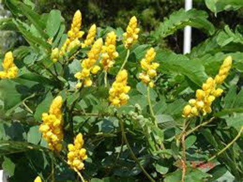 Akapulko Is Both Ornamental & Medicinal Plant - Ideas Galore