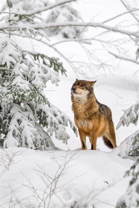 Wolf (Canis lupus) Bavarian Forest National Park, Bavaria, Germany ...