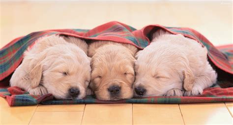 Puppy Sleeping Wallpapers - Top Free Puppy Sleeping Backgrounds ...