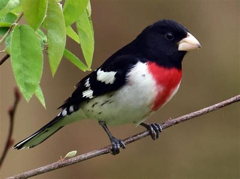 Rose-breasted Grosbeak Adult male: The Latest Visitor at my Feeder! Gorgeous! The Big Year ...