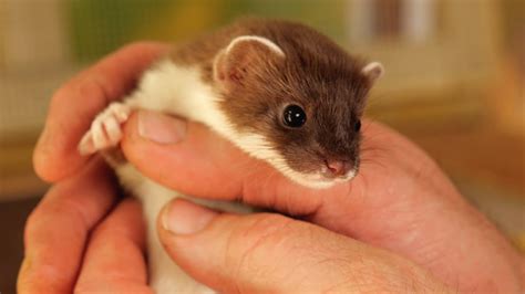 Rescuing Baby Stoats Ready For Life in the Wild | Rescued & Returned to ...