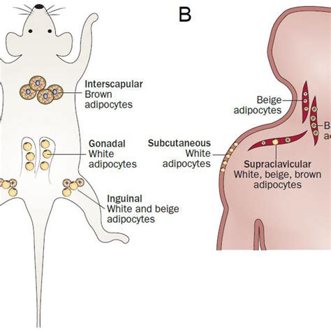 Interscapular brown adipose tissue from mice. Ex vivo BAT stained for... | Download Scientific ...