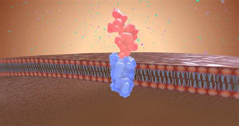 Premium Photo | In the kidney angiotensin ii works by connecting with receptors called ...