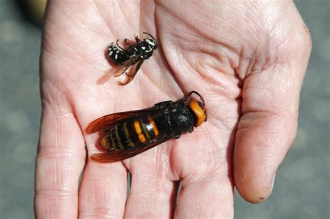 Bug experts call fears of ‘murder hornets’ overblown