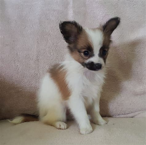 Papillon Chihuahua For Sale