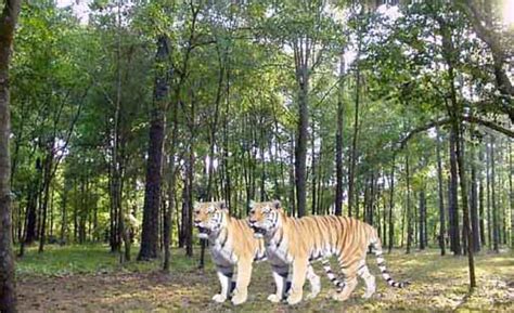 Hazaribagh National Park – SpectralHues