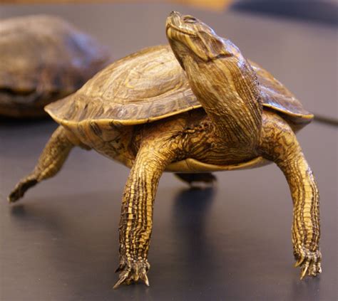 Free Images : nature, animal, biology, turtle, reptile, fauna, research, close up, science ...