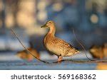 Mallard Duck Free Stock Photo - Public Domain Pictures