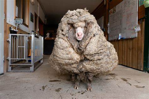 Australie : un mouton sauvage avec 35 kg de laine sauvé par une association