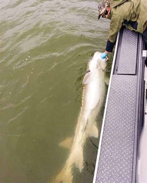 Oversize Sturgeon fishing on the Columbia River - Total Fisherman