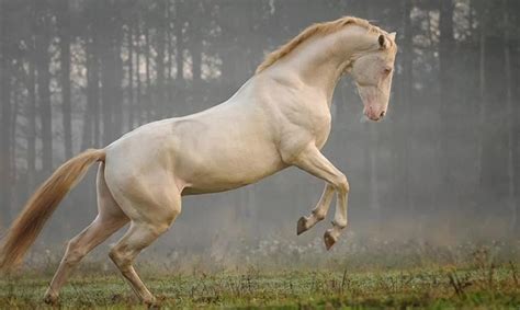 10 of the Rarest Horse Breeds in the World | HenSpark