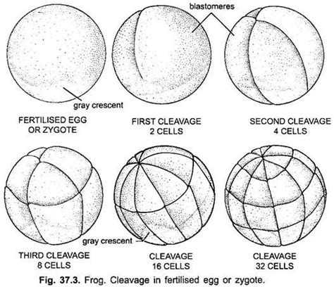 Development of Frog (With Diagram) | Vertebrates | Chordata | Zoology