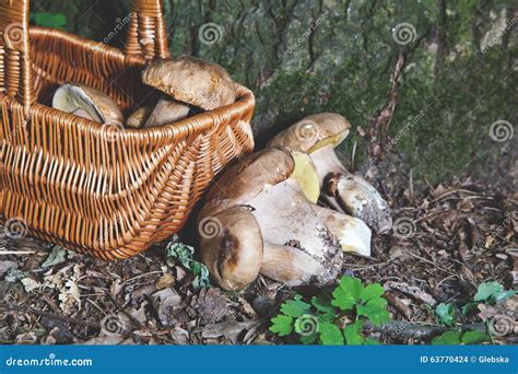 Dream of Mushroom Picker. Basket with Porcini Mushrooms. Stock Photo - Image of boletus, autumn ...