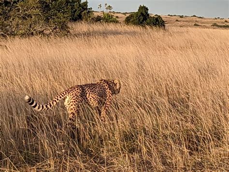 The Ultimate South Africa Safari: Encounter the Big Five in the Wild