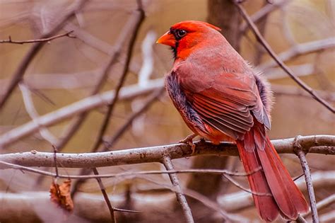 Northern Cardinal | Central Park New York | vern Ri | Flickr