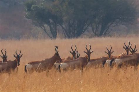 Hunting in South Africa Part Two: Red Hartebeest