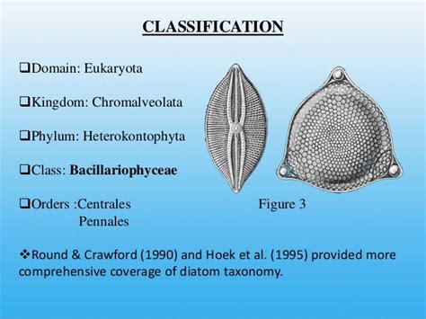 Study of diatoms