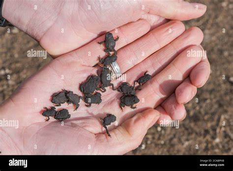 Handful of toads hi-res stock photography and images - Alamy