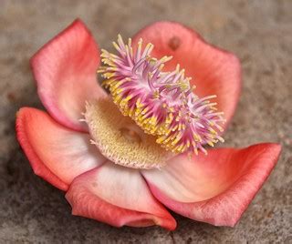Flower of the Cannon Ball Tree, Uganda | couroupita guianens… | Flickr