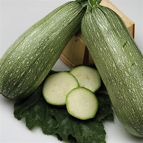 Grey Zucchini Squash Seeds - 4 g ~35 Seeds - Heirloom, Open Pollinated ...