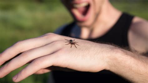 Arachnophobia: causes, symptoms and treatment | Its Psychology