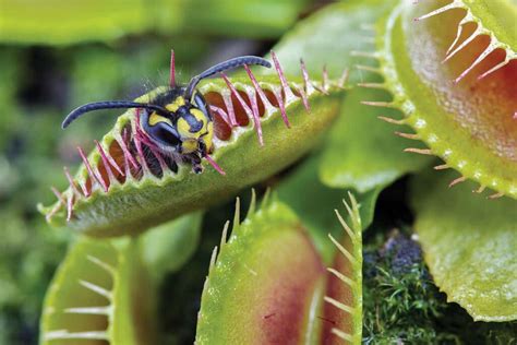 15 Incredible Meat-Eating Plants, Ranked - Jonathan H. Kantor