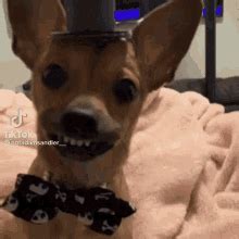 Dog Tiktok Tiktok Dog GIF - Dog Tiktok Tiktok Dog Dog - Discover & Share GIFs
