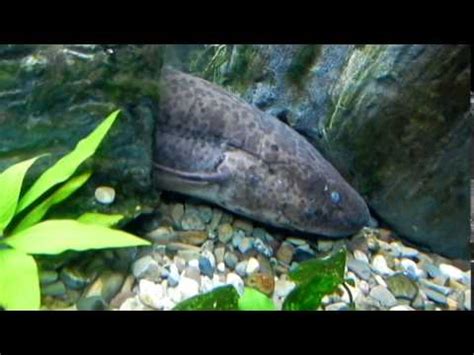 LUNGFISH BREATHING AIR - YouTube