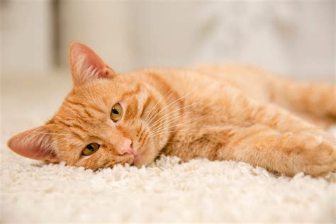 Why is my Cat Lethargic? A Helpful Guide for Cat Owners - Veterinarians.org