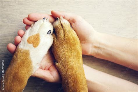 Dog paws with a spot in the form of heart and human hand close up, top ...