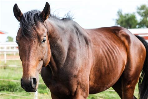 How Long Can A Horse Live With EPM? - horses-arizona.com