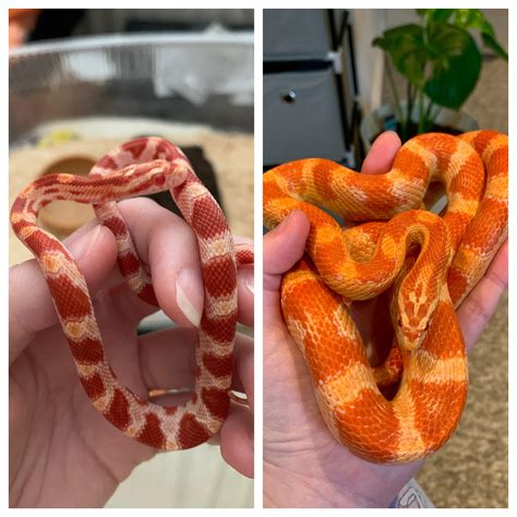 I didn’t realise how dramatically cornsnakes colours could change over ...