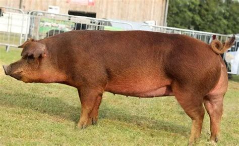 Hereford Pig Breed: Origin, Characteristics, Meat Quality, Pros & Cons - Sand Creek Farm