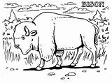 Free Printable Bison Coloring Pages For Kids sketch template