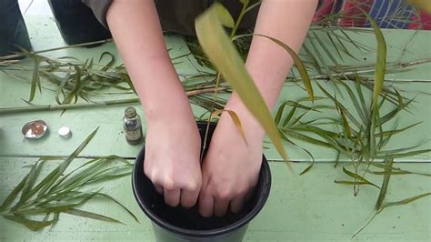 How to propagate Bamboo! - YouTube