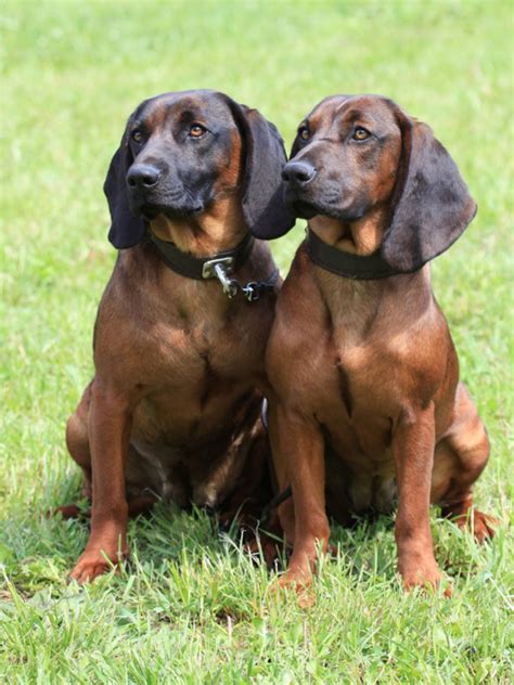 Rhodesian Ridgeback vs Bavarian Mountain Hound - Breed Comparison