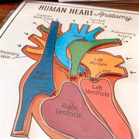 Heart Anatomy Printable Activity Human Body Game About Me - Etsy