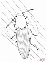 Coloring Pages Beetle Page  Vrogueco sketch template