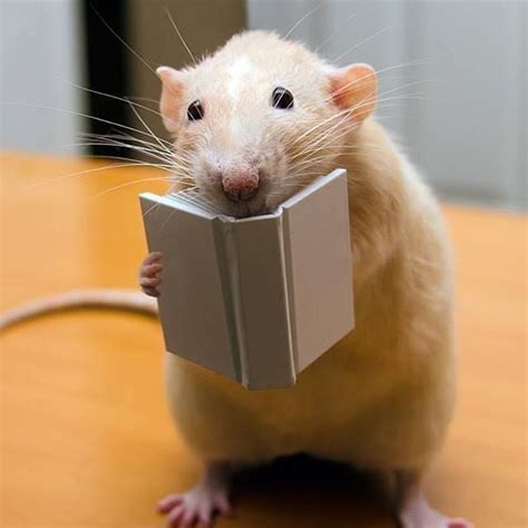 Meet Adorable Marty, The Most Photogenic Rat That Ever Lived | Pet rats, Cute rats, Rats