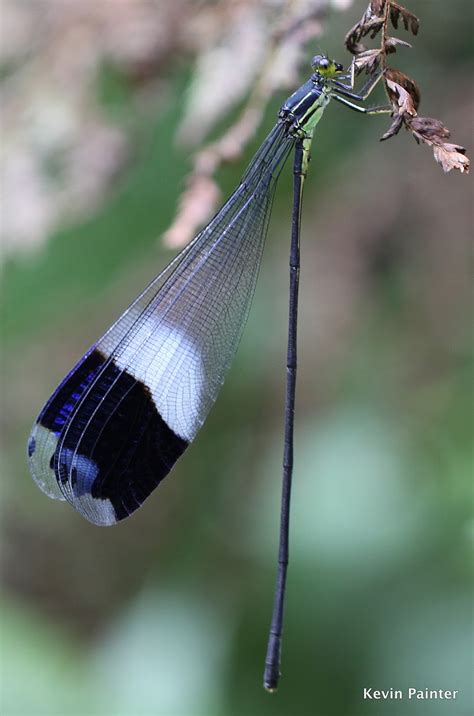 Panama Wildlife: Helicopter Damselfly Megaloprepus caerulatus