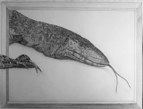 Nile Monitor Lizard drawn by me : r/reptiles