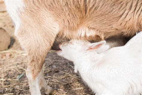 Baby Goat Nursing From Her Mother by Justin Mullet | Baby goats, Goats ...