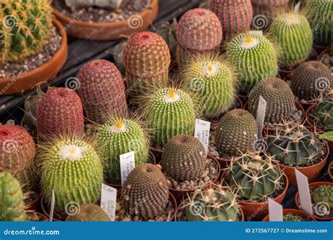 Flowers Grass Plants of Desert or Arid Land Stock Image - Image of ...