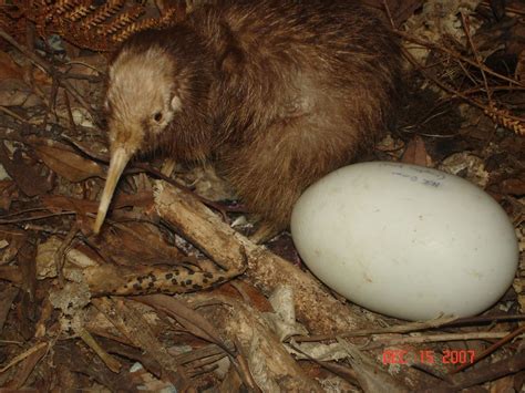 Kiwi birds lay the largest eggs relative to their body size of any bird ...