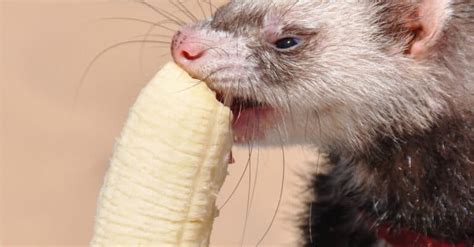 Ferret Teeth: Everything You Need to Know - A-Z Animals